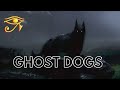 Ghost dogs  barghest black shuck  more