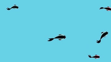 Fish Pond Paper.js Visualization