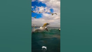 وَفِي السَّمَاءِ رِزْقُكُمْ وَمَا تُوعَدُونَ | القارئ اسلام صبحي