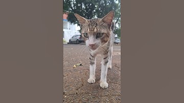 #funny #loop #makeup #satisfyingloop #endlessloop #perfectloop #kucingimutlucu #catlovers #cat