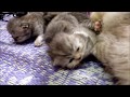 KITTENS TIME LAPSE | 30 days in 3 minutes | CUTE CAT