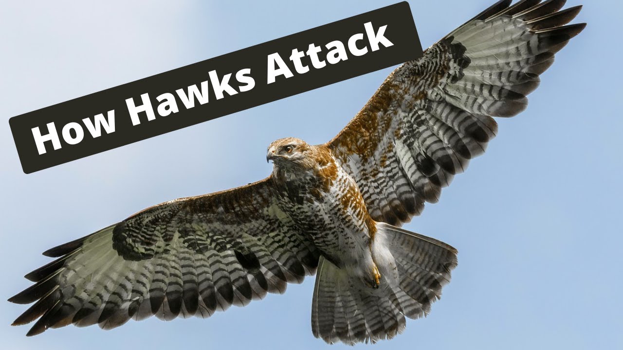 How Hawks Attack