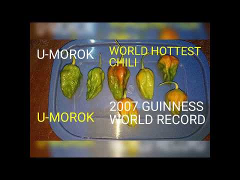 u-morok-manipur/-hottest-chili-pepper