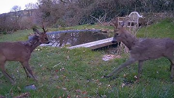 Reolink Captures: Rutting season
