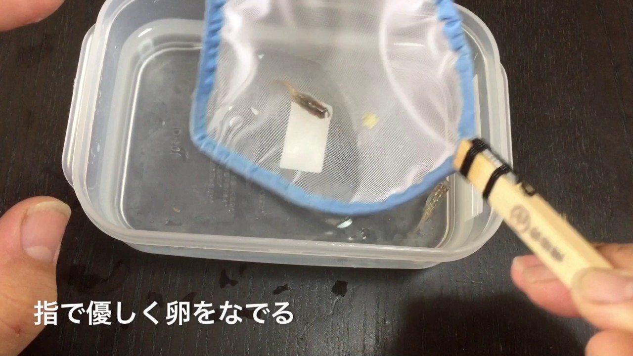 メダカ の 卵 の 取り 方