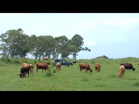 დაპატიმრებული პირუტყვი ბათუმში