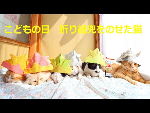 こどもの日　折り紙兜をのせた猫 220505