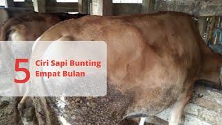 5 Ciri Sapi Bunting 4 Bulan