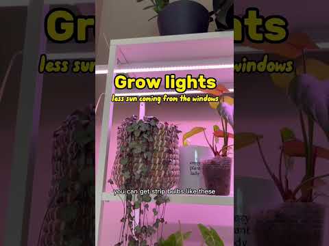 Video: Mrazuvzdorné pokojové rostliny – Zimní pokojové rostliny do chladných místností