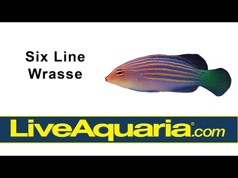 Six Line Wrasse