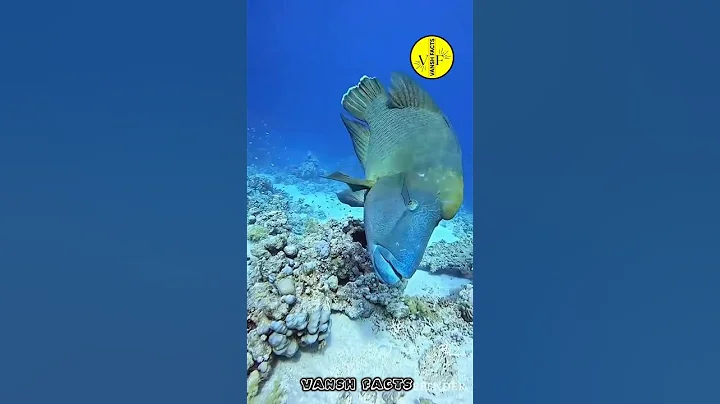 This Fish Can Change Gender 😯 #shorts