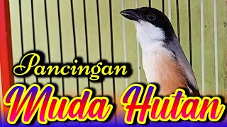 PANCINGAN CENDET MUDA HUTAN GACOR BONGKAR MATERI MEWAH