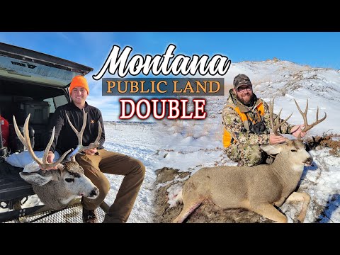Mule Deer Hunting Montana Public Land for Big Bucks! (2022)