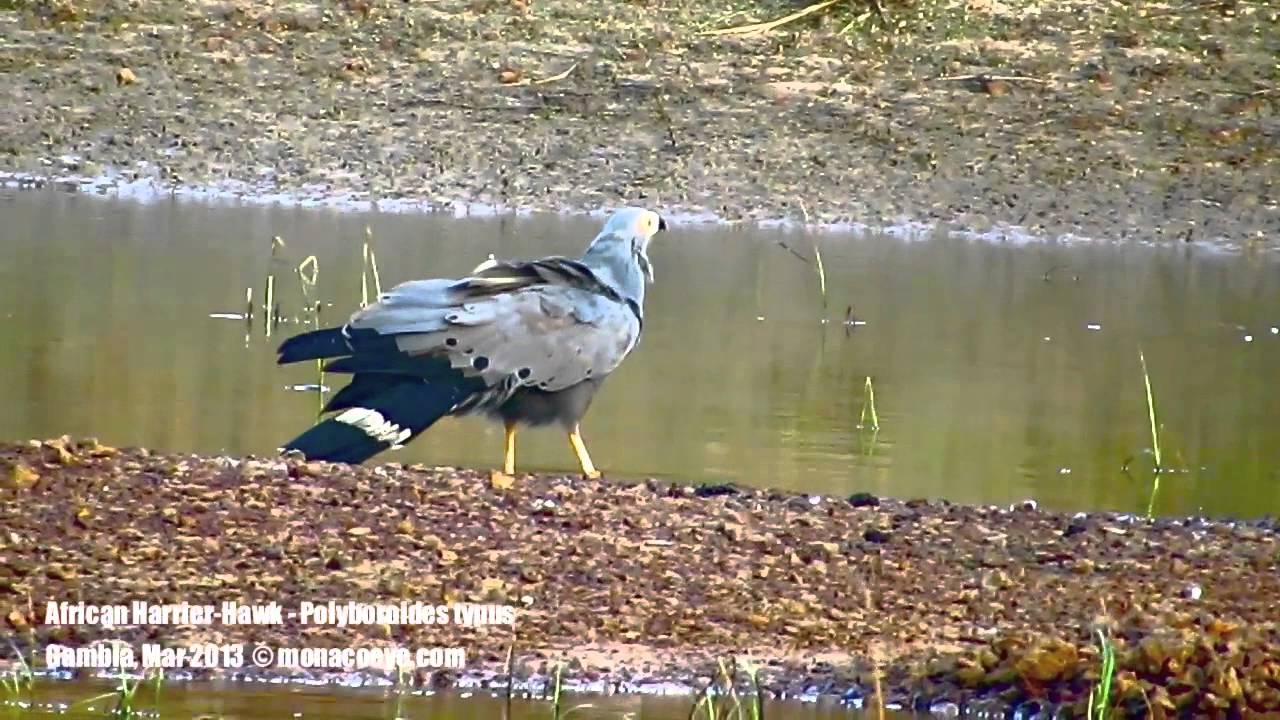 African Harrier Hawk 