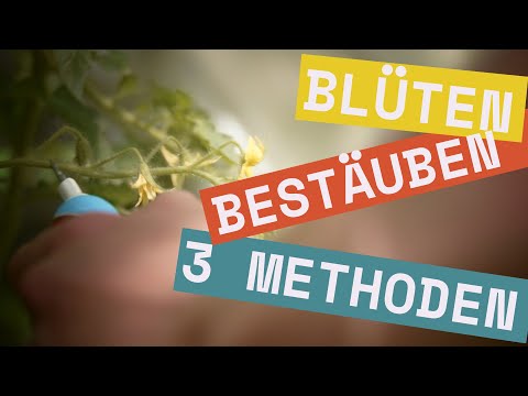 Video: Handbestäubte Melonen - Tipps für die Handbestäubung von Melonen