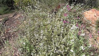 For fragrance and habitat support, it’s tough to outdo
california’s sage species. planted on a mound, these three sages of
varying heights widths show ho...
