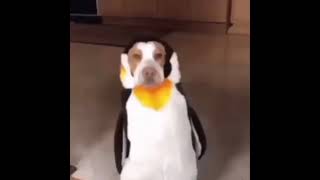 random memes, funny dogs as penguins