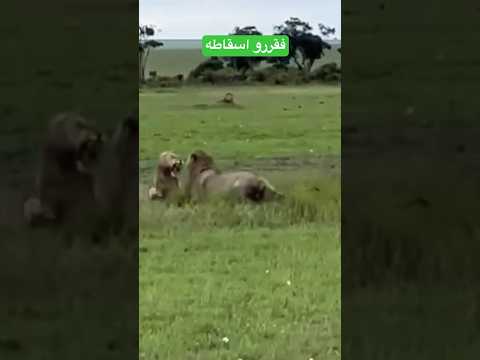 عندما تقرر الاسود استبعاد ملكهم شاهد