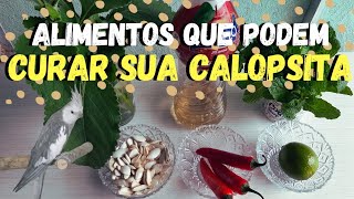 REMÉDIO NATURAL PARA CALOPSITAS! SEMENTE DE ABÓBORA, VINAGRE DE MAÇÃ E BOLDO PARA CALOPSITA!