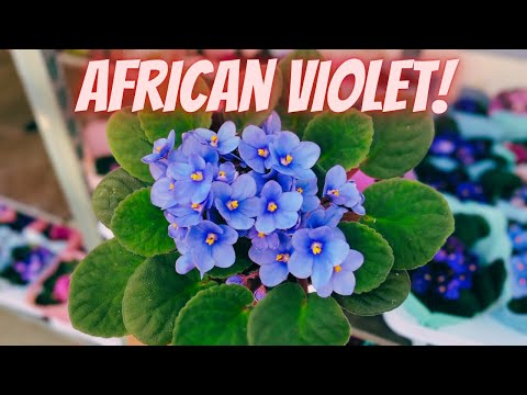 Video: African Violet Water Needs – Hur och när man vattnar en afrikansk viol