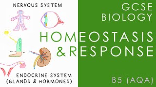 HOMEOSTASIS & RESPONSE - GCSE Biology (AQA Topic B5)