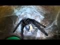 Tarantula Feeding Video 36 (Tiger Beetles included!)