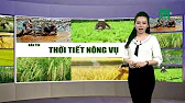 
      Thời tiết nông vụ 11/07/2019: Cách phòng bệnh khảm lá sắn | VTC14
    