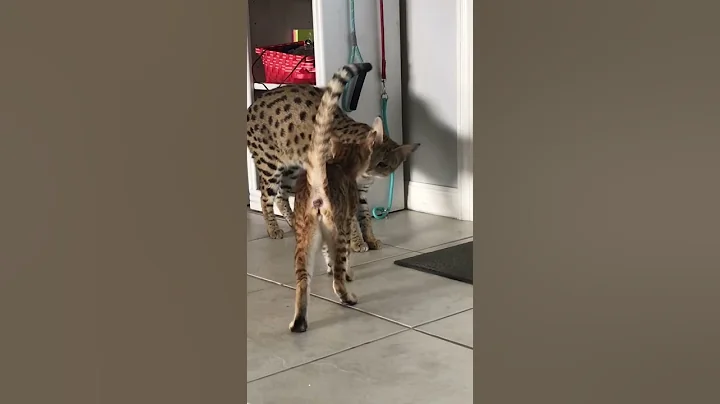 Video 10847851: f1 savannah cat, savannah kitten