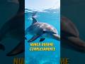 🐬 #delfín #animal #animales