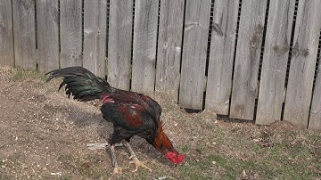 Qaib Sib Ncaws Mr  Ganoi,Mr  White Dragon & Mr  Tiger