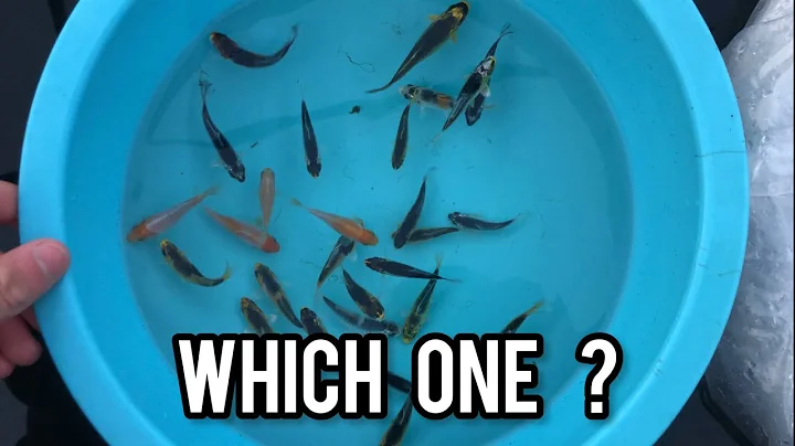 How to select koi fry?