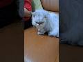 #кот #cutecat #catshorts