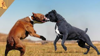 Cane Corsoyu Yenebilecek 10 Köpek Cinsi #kangal #pitbull #canecorso