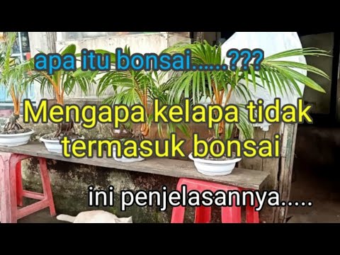 Video: Bagaimana Tidak Boleh Dikategorikan