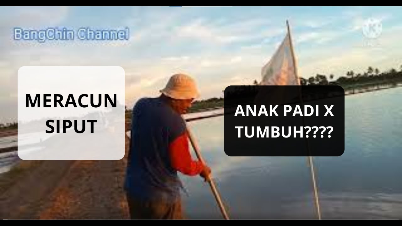 Cara Meracun Siput & Kenapa Anak Padi Tidak Tumbuh