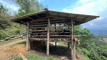 Cùng Em Ly Mẹ Đơn Thân Đi Tìm Con Giống Tiếp Tục Phát Triển Chăn Nuôi |Cói Lalin