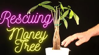 Famous Money Tree Pachira Aquatica or Malabar Chestnut Rescuing a Big Box Store Money Tree. Wealth