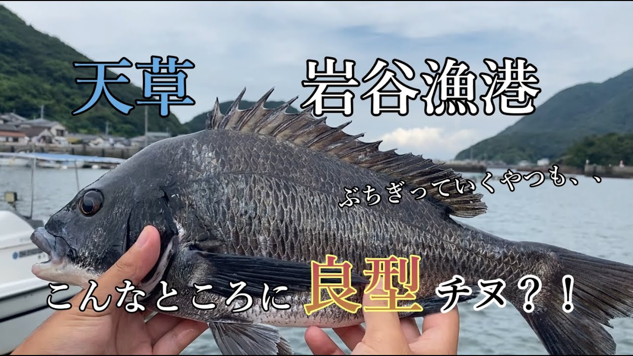 【天草】岩谷漁港でのんびりチヌ釣りしていたらぶちぎられた、、良型チヌも降臨！！
