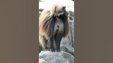 قرد البابون Baboon 