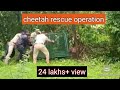 Must watch Big wild cat caught and rescued by forest department in Lanja village (Ratnagiri) konkan.