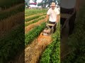 Simple farming tools for cutting straw #shorts