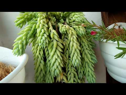 Video: Merawat Kaktus Natal Dengan Daun Kuning - Alasan Daun Kaktus Natal Menguning