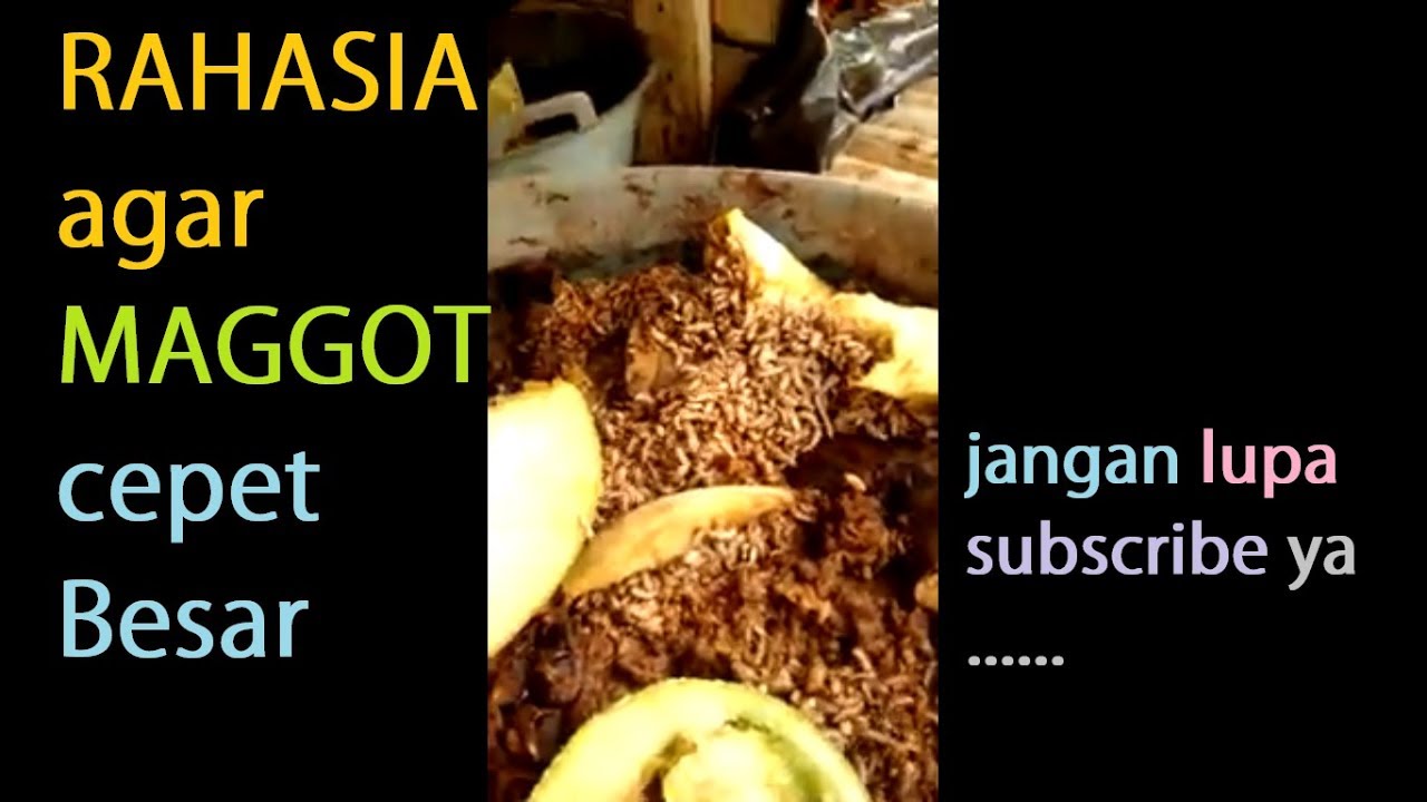 Cara bikin maggot gemuk dan sehat 