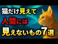 【衝撃】猫だけが見えている“人間には見えない世界”の真実７選