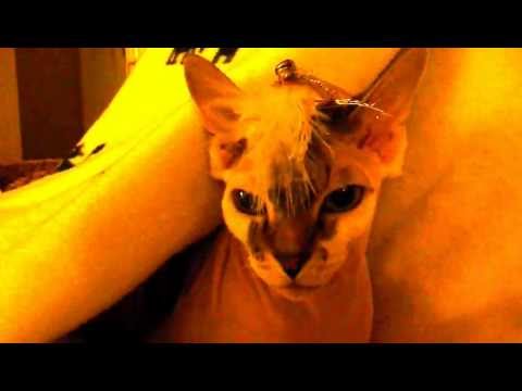 No.99 Part 2 Sphynx cat Noong- incredible- unglaublich  Nr.99 Teil 2