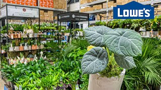 Rare Plants! Late Night Plant Shopping at Lowes! Come Big Box Store Houseplant Shopping w/ Me!