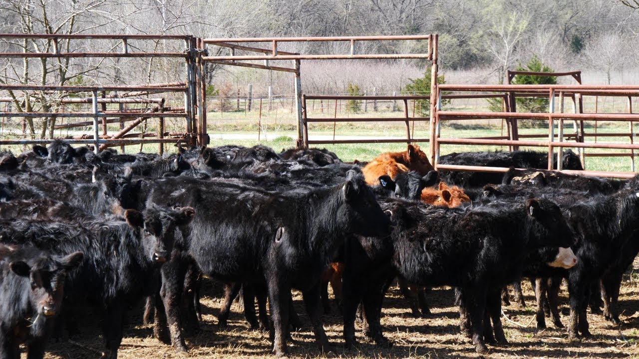 Tips and Tricks to Weaning Calves (Unedited Footage)