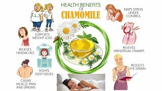 🌻Chamomile Tea☕Have Chamomile Tea Before Bed And You'll Wake Up With These 13 Amazing Benefits Have Chamomile Tea Before Bed And You Ll Wake Up With These 7 Amazing Benefits