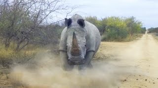 Furious Rhino! These Powerful Creatures Are Able To Take On Elephants, Buffalos, and Even Lions! by MIND TWISTER 1,344 views 1 year ago 10 minutes, 27 seconds