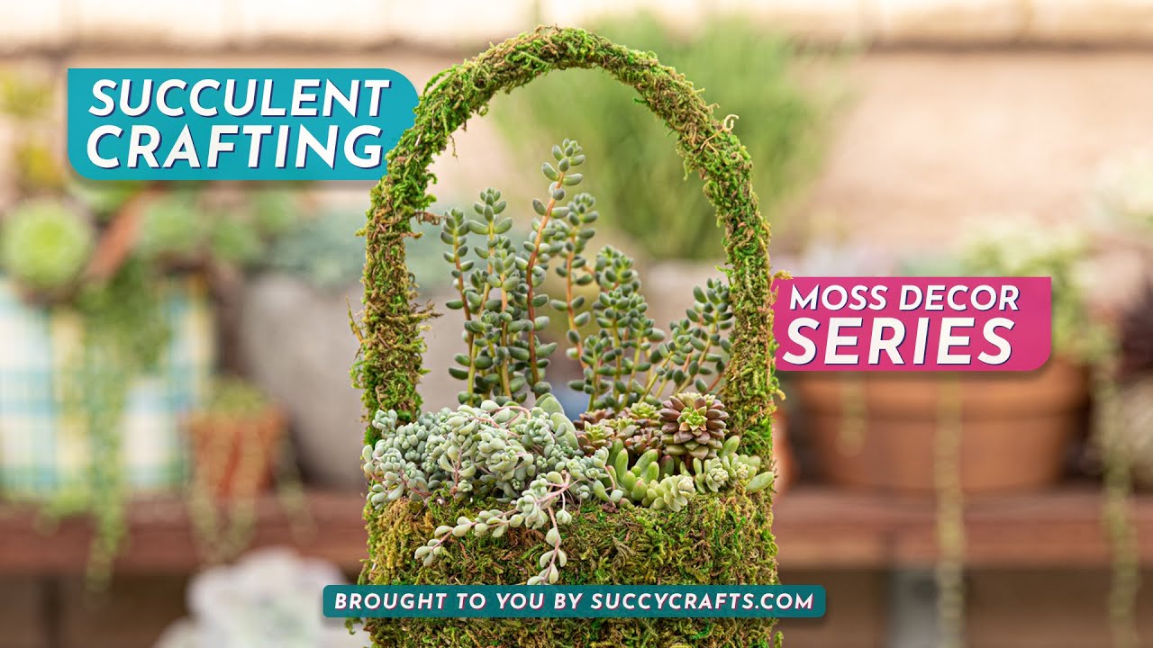 Succulent Craft Kit Guide: Moss Basket 